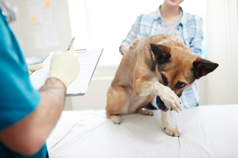 How to Achieve Fear Free Vet Visits